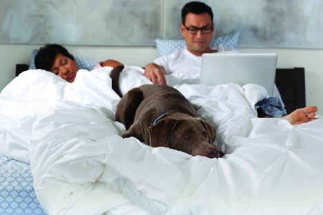 Sealy bed,matras,boxspring,katoen,pocketveren,nachtrust,amerikaans slaapcomfort,leefruimte,hond,laptop in bed,Texas,groot,hybrid matras,gel,hd,solid,traagschuim, hoogte 34 cm,theo bot,advies